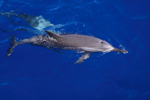 ¿Dónde ver delfines en libertad?