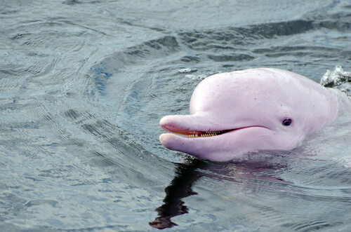 Delfines en Iquitos