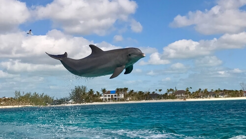 Delfines en las Bahamas