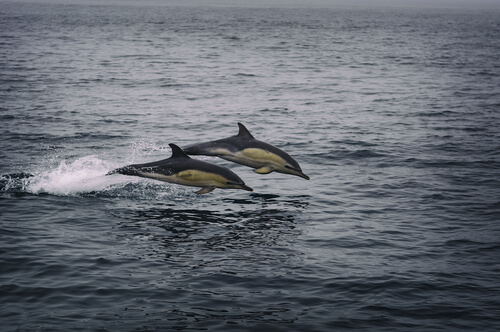 Delfín de flancos blancos