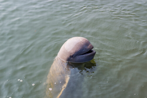 Delfín del río Ganges