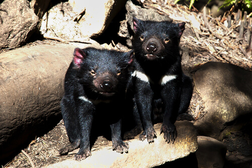 Demonio de Tasmania