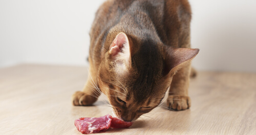 Dieta BARF para gatos: beneficios
