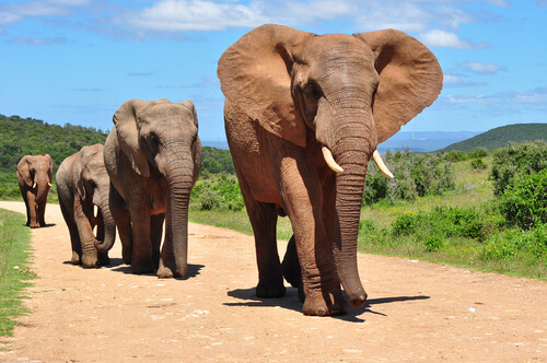 Diferencias entre elefante asiático y africano
