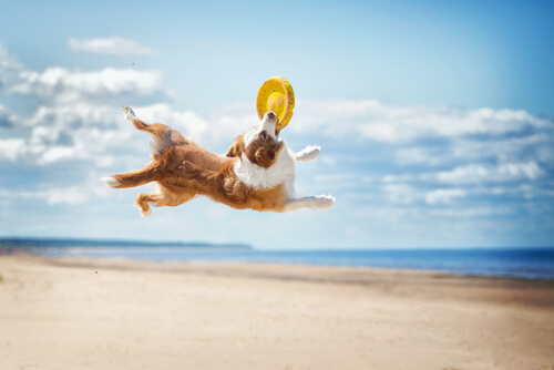 Disc Dog: perros que juegan con discos