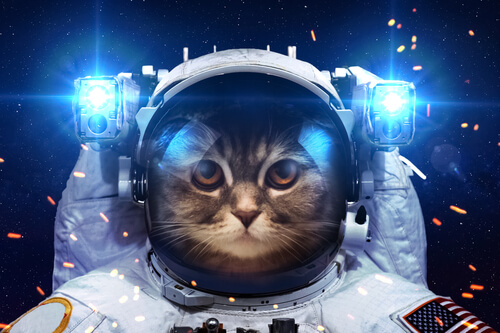 El gato que vino del espacio: película