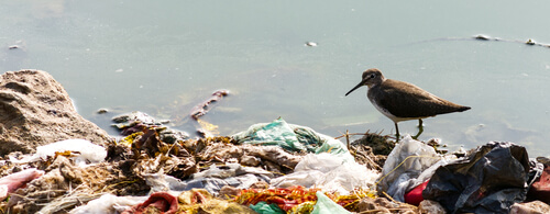 El plástico mata animales