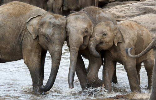 Elefante asiático vs elefante africano