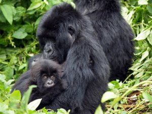 ¿Qué es la endogamia en los animales?