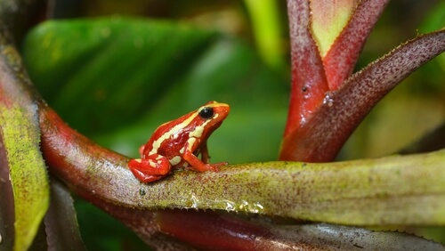 Epipedobates tricolor