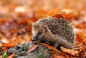 Curiosidades del erizo: hábitat, características y comportamiento