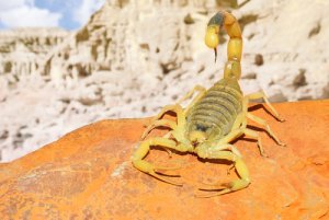 5 animales del Sahara