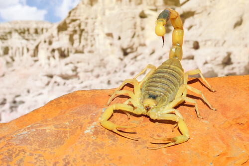 Escorpión amarillo del Sáhara