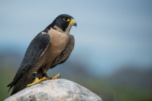 5 especies de halcones