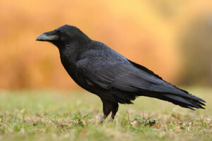 10 especies de cuervos