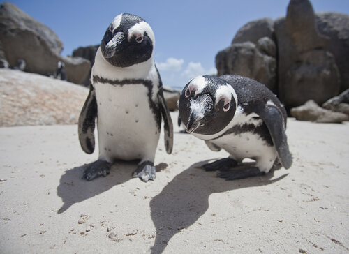 ¿Cuántas especies de pingüinos existen?