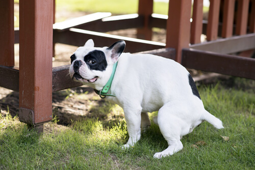 Estreñimiento en perros: tratamiento casero