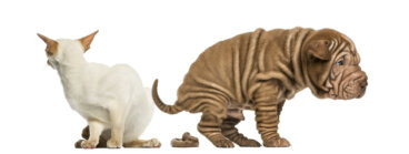 Cómo tratar el estreñimiento en mascotas