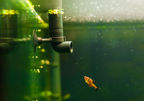 4 tipos de filtros ideales para el acuario