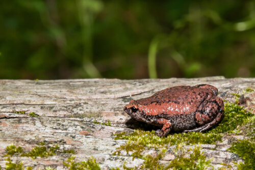 Gastrophryne carolinensis