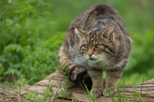 Gato montés: características, comportamiento y hábitat