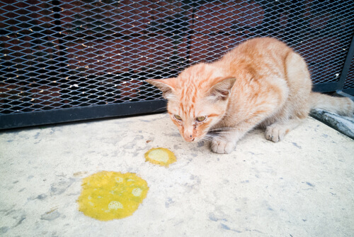 Gato vomita comida