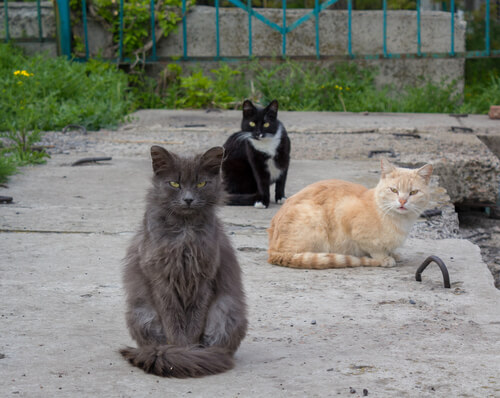 Gatos callejeros: qué hacer