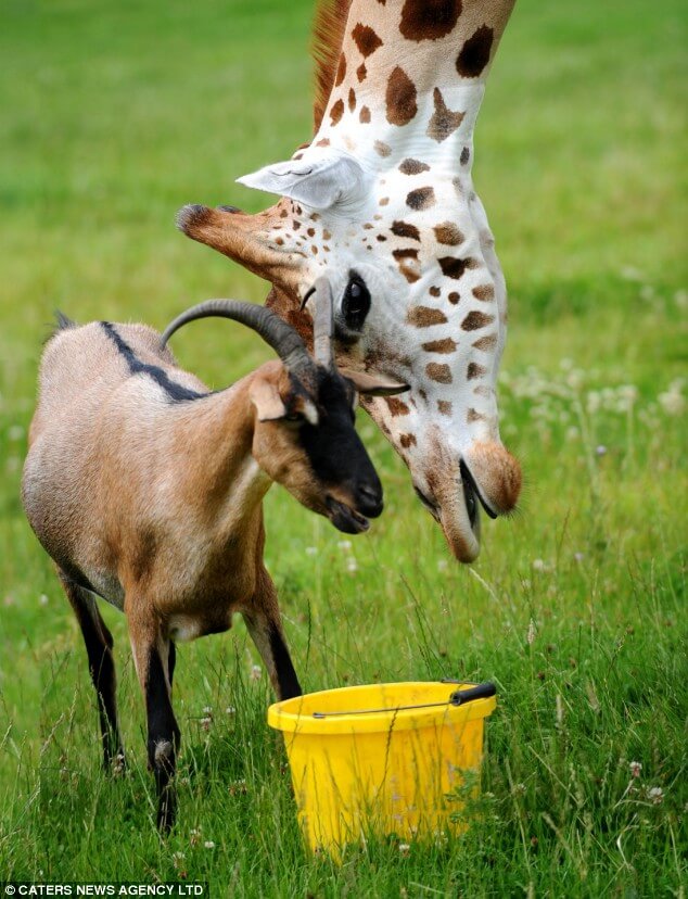 Gerald: jirafa