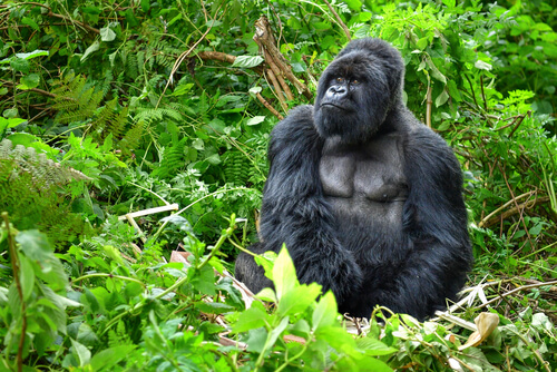 El gorila de montaña, un primate único