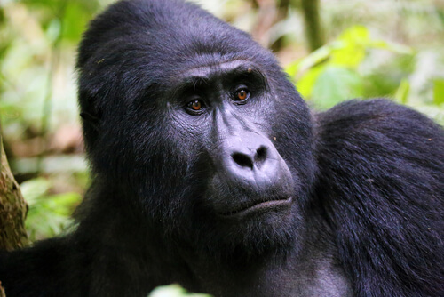 Gorila de montaña: cuántos quedan