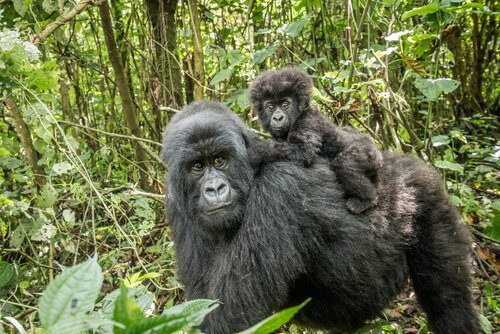 Gorila de montaña: hábitat