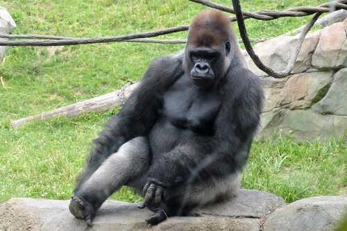 Gorila occidental: el primate más grande del mundo