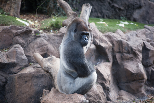 Gorila occidental: hábitat