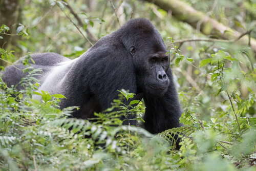 Gorila oriental: características