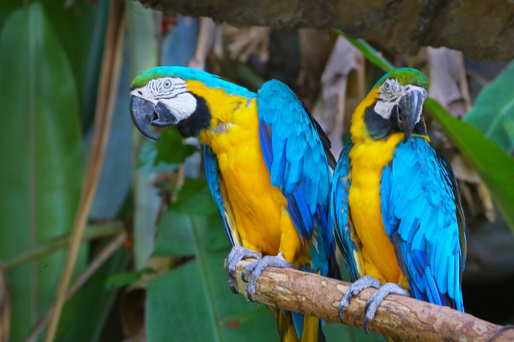8 especies de guacamayo Mis Animales