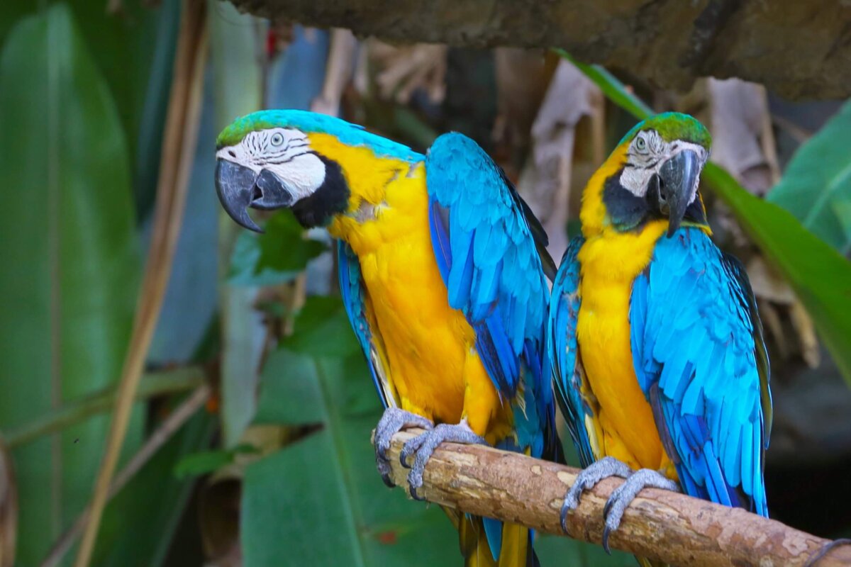 Guacamayo barbazul