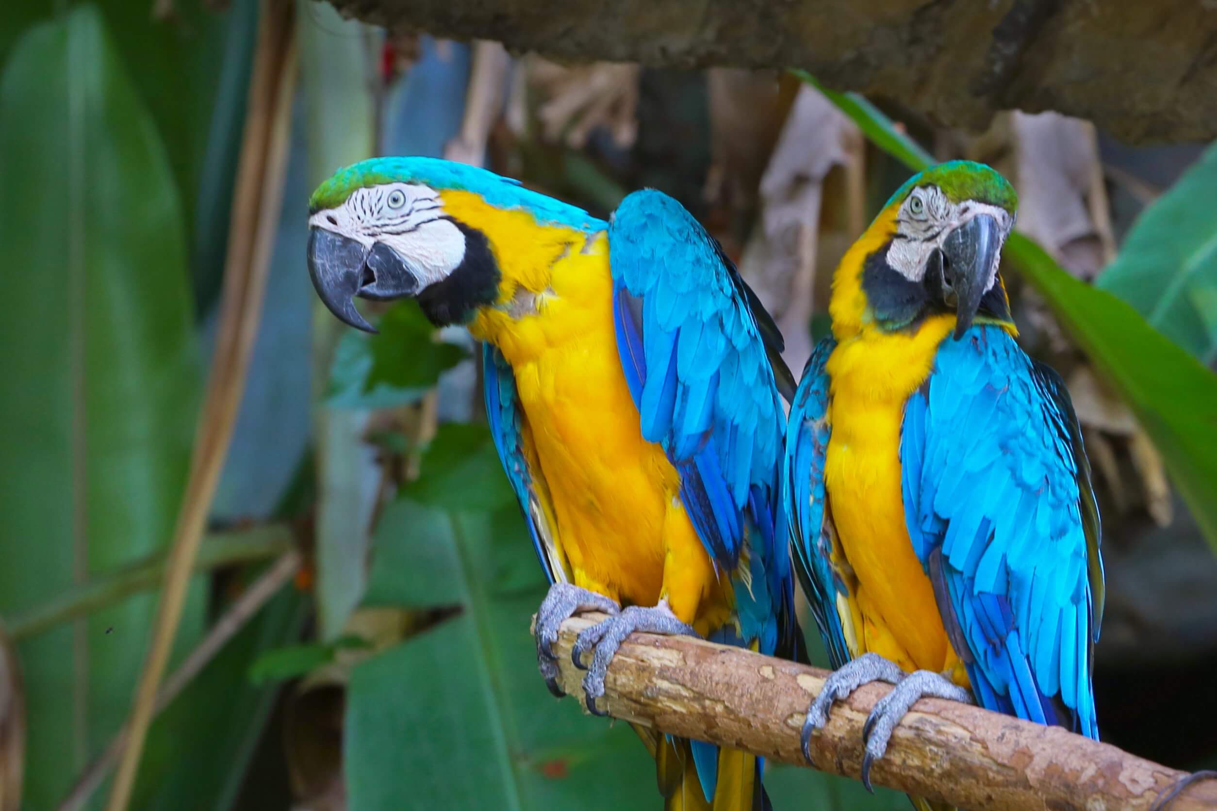 Guacamayo barbazul