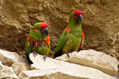 Guacamayo frente roja