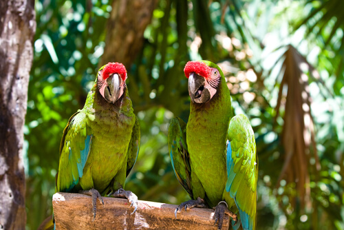 Guacamayo militar o ara militaris