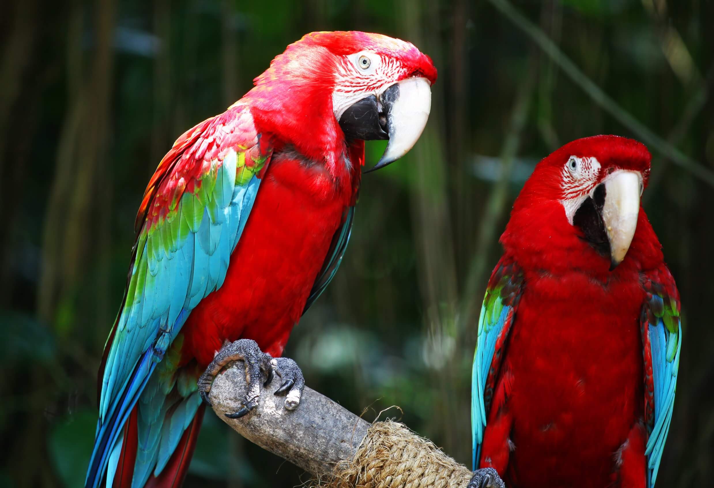 Guacamayo rojo