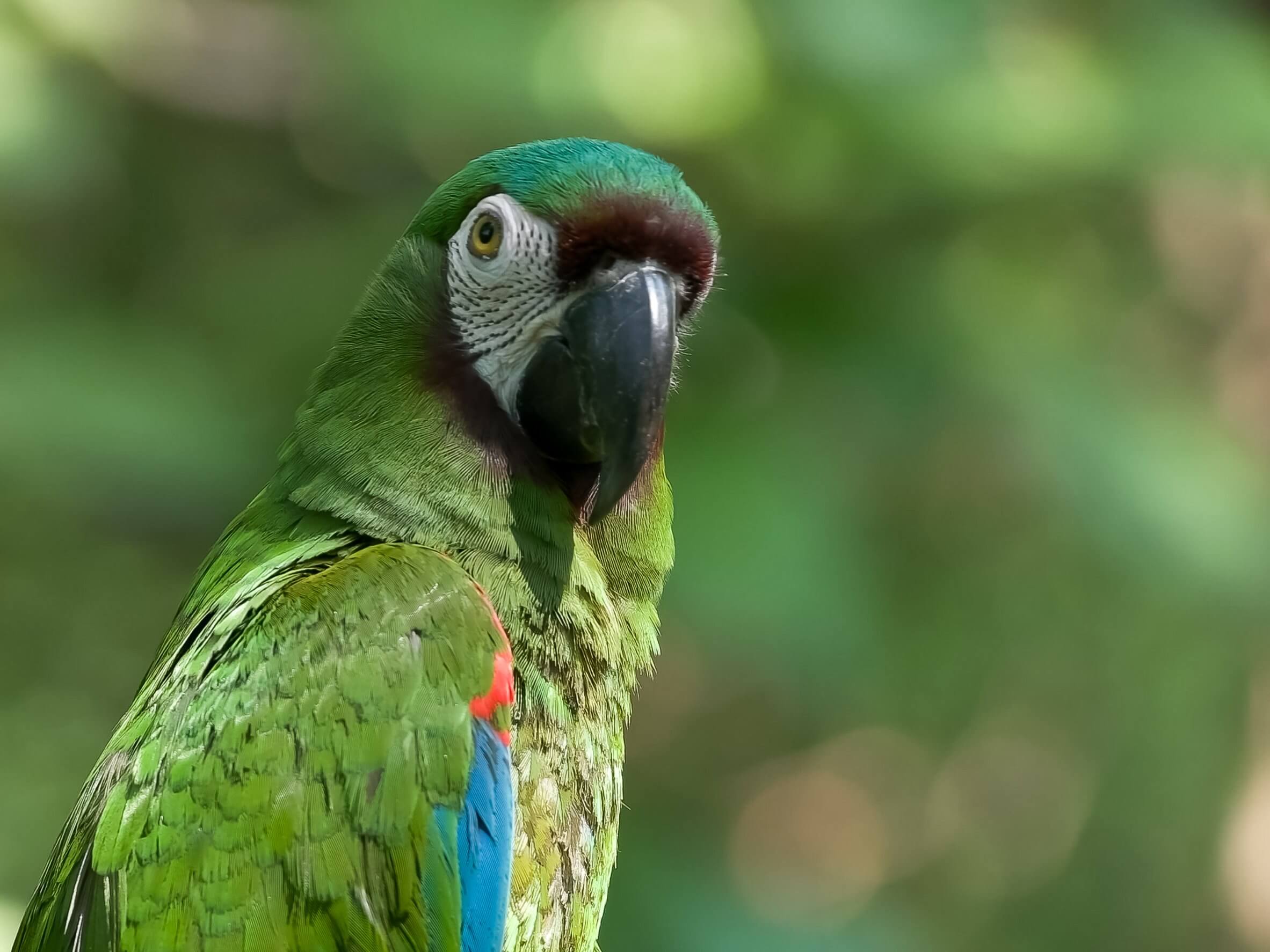 Guacamayo severo