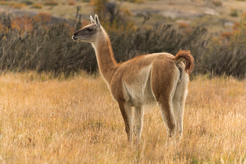 Guanaco de Argentina