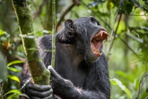 Una guerra entre animales que duró cuatro años