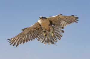Las 5 aves que vuelan más rápido