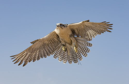 Halcón peregrino: velocidad