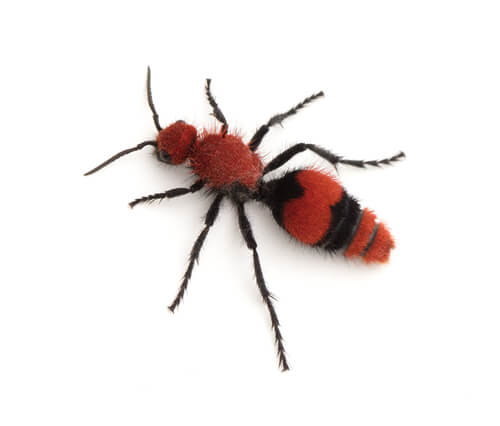 Hormiga aterciopelada: picadura