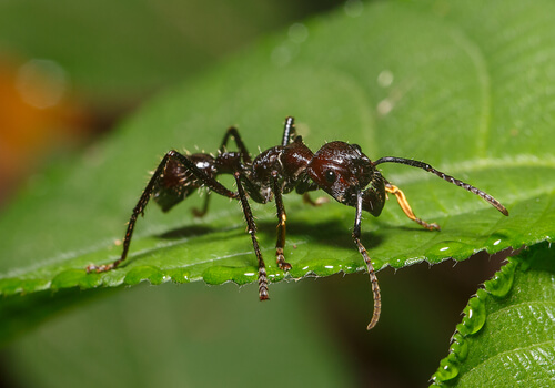 Hormiga bala: picadura