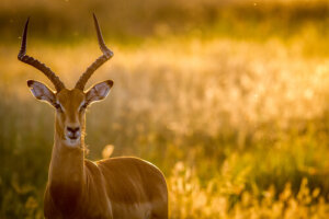 ¿Sabes lo que es un impala?