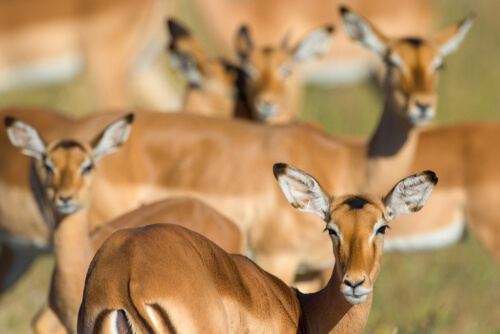 Impala: comportamiento