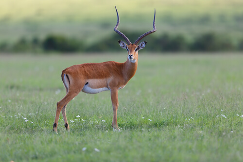 Impala: hábitat